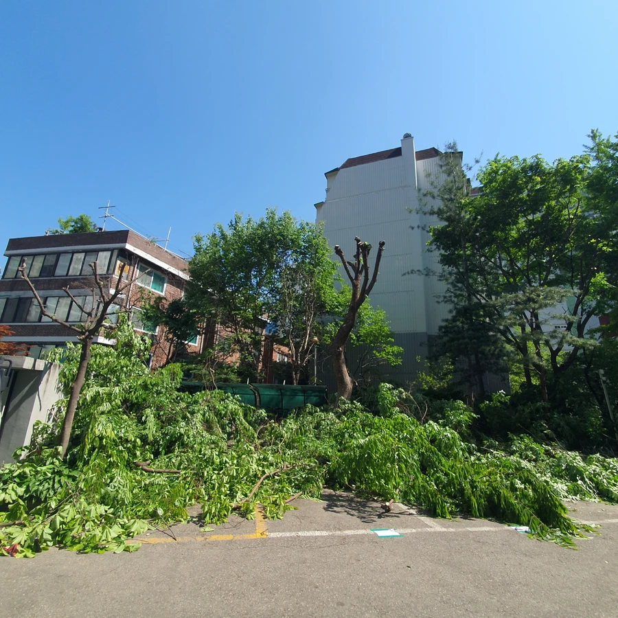 나무가지치기 작업 후 - 고사목 나무 제거 작업