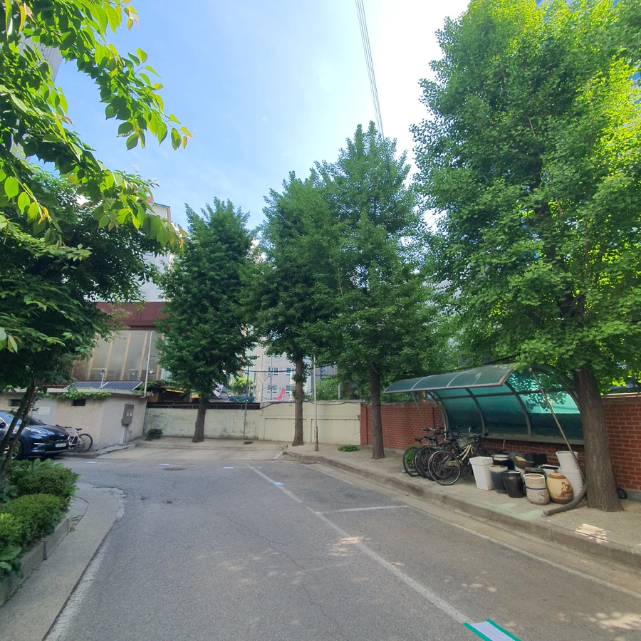 나무가지치기 작업 전 - 소나무 순지르기 수형 정비