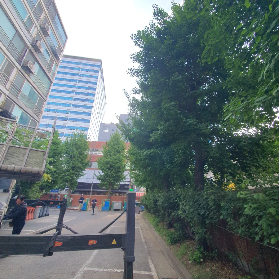 나무가지치기 작업 전 - 아파트 단지 느티나무 가지치기